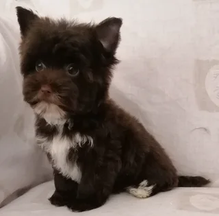 Yorkshire terrier girl