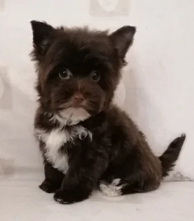 Yorkshire terrier girl