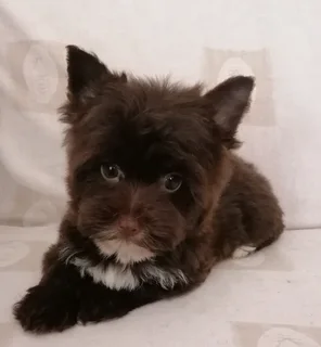 Yorkshire terrier girl