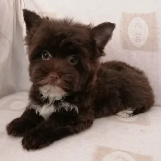 Yorkshire terrier girl