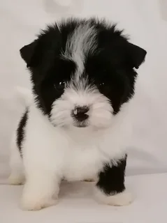 Yorkshire terrier girl