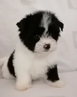 Yorkshire terrier girl