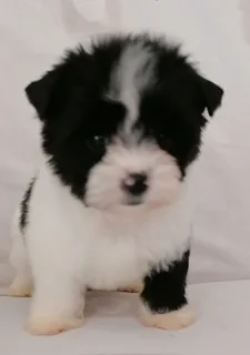 Yorkshire terrier girl