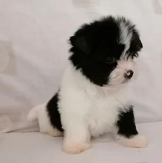 Yorkshire terrier girl