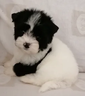 Yorkshire terrier girl