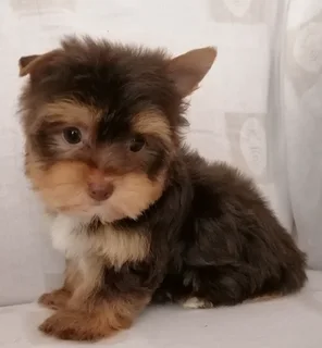 Yorkshire terrier boy
