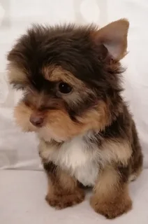 Yorkshire terrier boy