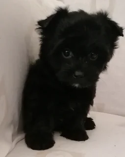 Yorkshire terrier girl