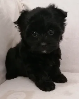 Yorkshire terrier girl