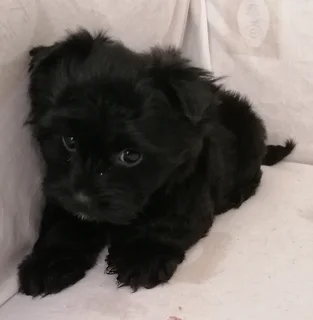 Yorkshire terrier girl