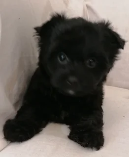 Yorkshire terrier girl