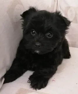 Yorkshire terrier girl