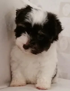 Yorkshire terrier girl