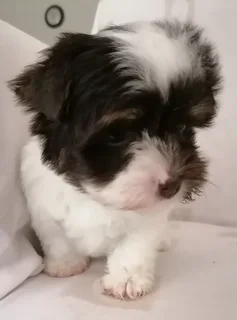 Yorkshire terrier girl