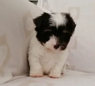 Yorkshire terrier girl