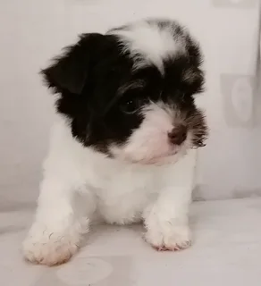 Yorkshire terrier girl