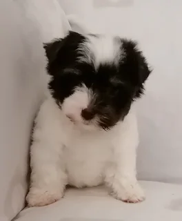 Yorkshire terrier girl