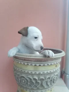 Puppies - Ad posted by Jonah