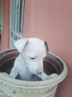 Puppies - Ad posted by Jonah