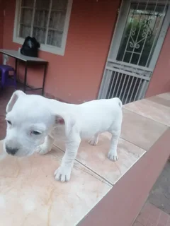 Puppies - Ad posted by Jonah