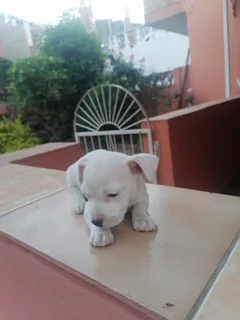 Puppies - Ad posted by Jonah