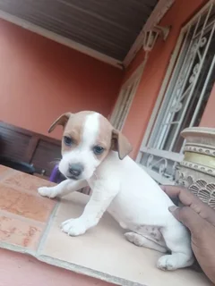 Puppies - Ad posted by Jonah