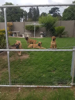 Bachelor Pad - Lyndhurst, Johannesburg