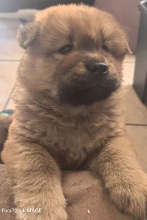 Purebred Chow Chows