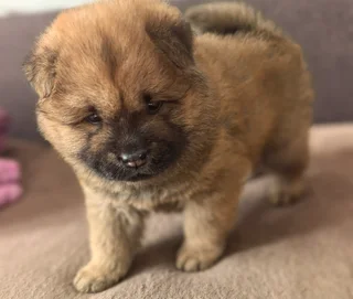 Purebred Chow Chows