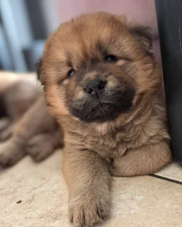 Purebred Chow Chows