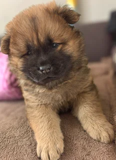 Purebred Chow Chows