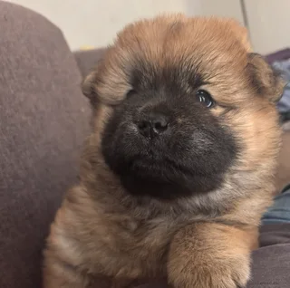 Purebred Chow Chows