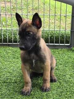 Puppies - Ad posted by Danielle Amtmann