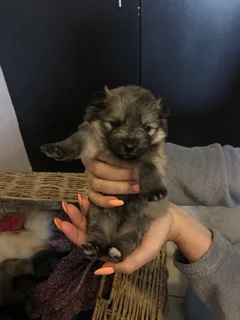 Pomeranians for Sale