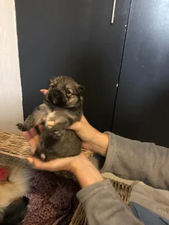 Pomeranians for Sale