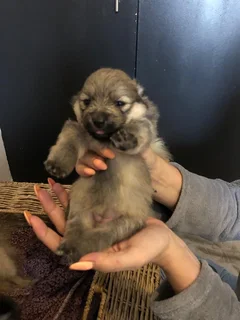 Pomeranians for Sale