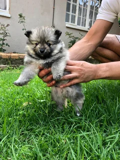 Pure bred Pomeranians for sale
