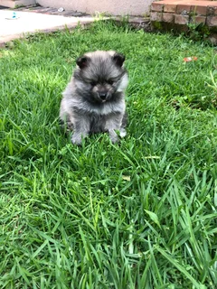 Pure bred Pomeranians for sale