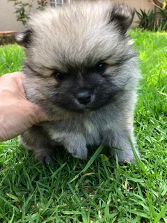 Pure bred Pomeranians for sale