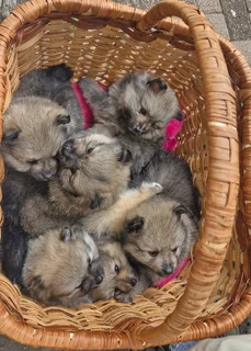 Pure bred Pomeranians for sale