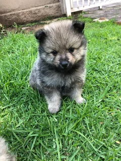Pure bred Pomeranians for sale
