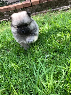 Pure bred Pomeranians for sale