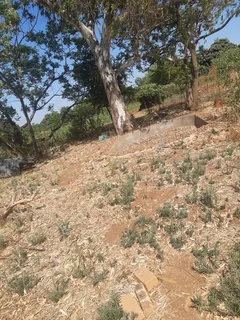 Small Holding for Sale