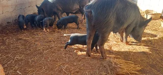 Potbelly Piglets for sale