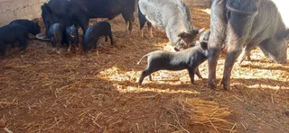 Potbelly Piglets for sale