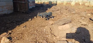 Potbelly Piglets for sale