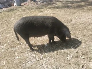 Big fat female pig for sale