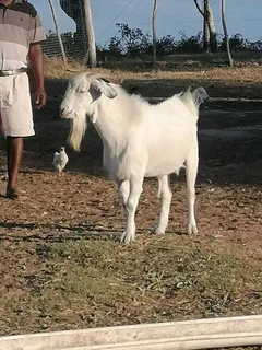 Big Savannah goat (inkabi) for sale