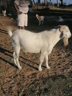 Big Savannah goat (inkabi) for sale