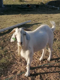 Big Savannah goat (inkabi) for sale